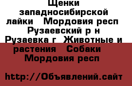 Щенки западносибирской лайки - Мордовия респ., Рузаевский р-н, Рузаевка г. Животные и растения » Собаки   . Мордовия респ.
